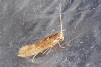 Opogona omoscopa