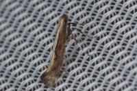 Calybites phasianipennella