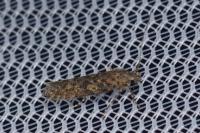 Tuta absoluta
