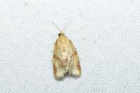 Clepsis consimilana