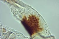 Rhigognostis