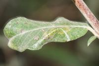 Phyllonorycter quinqueguttella