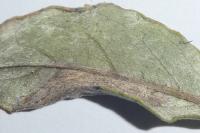 Phyllonorycter quinqueguttella