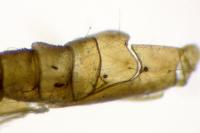 Phyllonorycter quinqueguttella