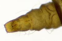 Phyllonorycter quinqueguttella