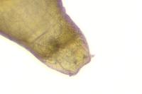 Phyllonorycter quinqueguttella