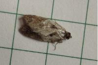Acleris variegana