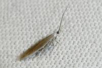 Coleophora acrisella