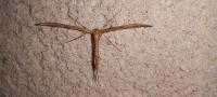 Emmelina monodactyla
