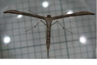 Emmelina monodactyla