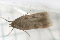 Borkhausenia nefrax