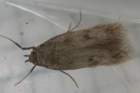 Borkhausenia nefrax