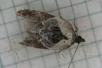 Acleris variegana