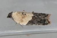 Acleris variegana