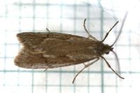 Diurnea lipsiella
