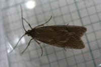 Diurnea lipsiella