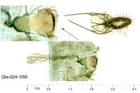 Cochylimorpha straminea