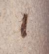 Plutella xylostella