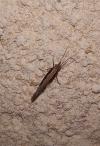Plutella xylostella