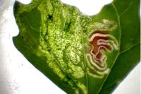 Chrysoesthia drurella