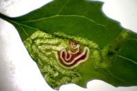 Chrysoesthia drurella
