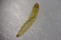Acrolepia autumnitella