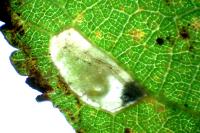 Phyllonorycter spinicolella