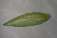 Phyllonorycter schreberella