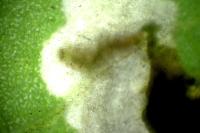 Chrysoesthia atriplicella
