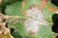 Acrocercops brongniardella