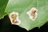 Phyllonorycter belotella