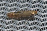 Phyllonorycter messaniella