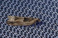 Crocidosema plebejana