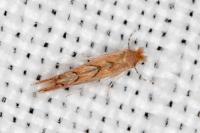 Phyllonorycter messaniella