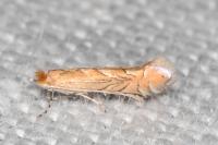 Phyllonorycter messaniella