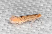 Phyllonorycter messaniella