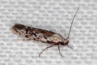 Carpatolechia decorella