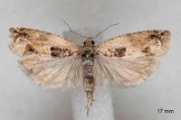 Crocidosema plebejana