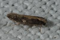 Monopis crocicapitella