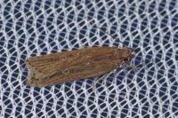 Helcystogramma triannulella