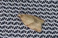 Clepsis peritana
