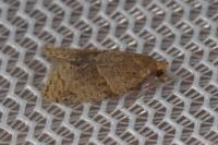 Clepsis peritana