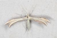 Merrifieldia baliodactyla
