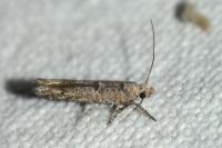 Zelleria oleastrella