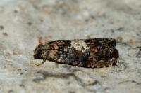 Pammene suspectana