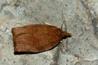 Pandemis heparana