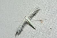 Pterophorus pentadactylus