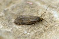 Diurnea lipsiella