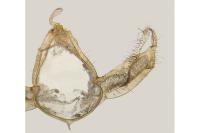Blastobasis maroccanella