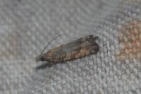 Acroclita subsequana